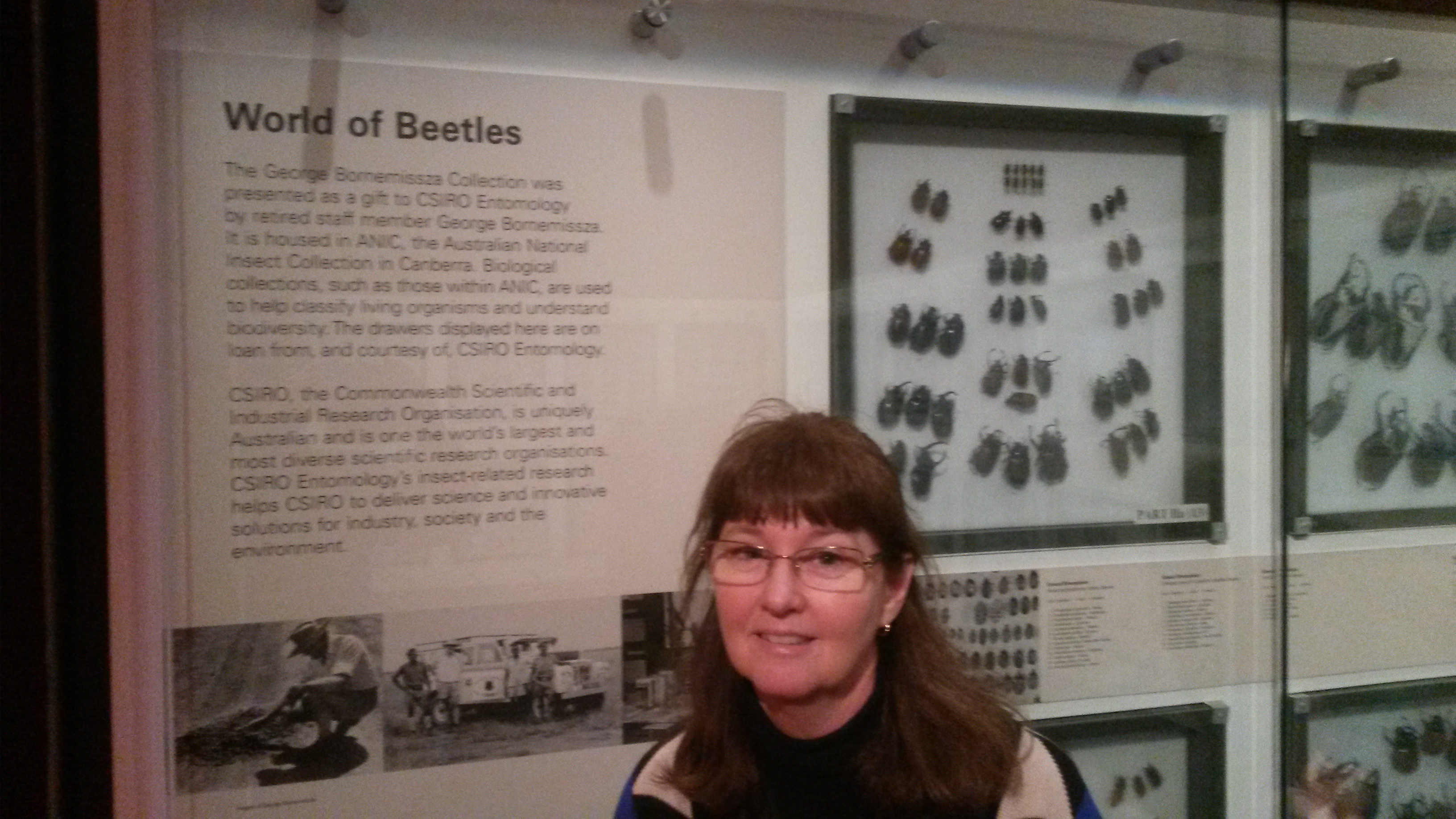 World of Beetles